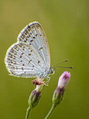 butterfly on a leaf