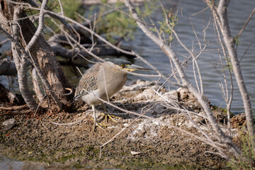 Striated Heron resting on the banks of a mangrove