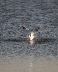 Common tern rising out of the water