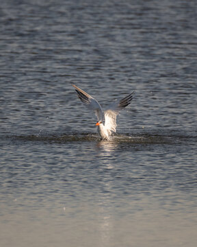 Common tern rising out of the water