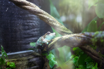 frog on a branch