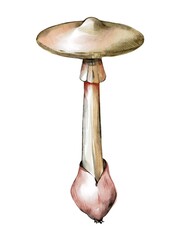 Hand Drawing Watercolor Amanita verna. Botanical illustration of mushroom fool. Use for botanical books, template, print, design, poster, card, interior, pattern, fabric