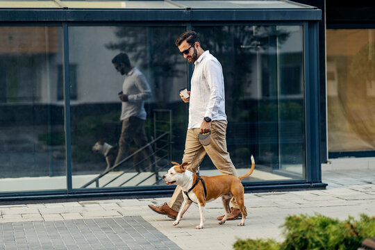 A businessman with sunglasses dressed smart casual is holding coffee to go and walking his dog in the urban exterior. A businessman with a dog on a leash