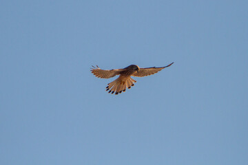 Hunter of Lesser Kestrel (Falco naumanni) flying for hunting at Pond of the Mignattai ,Photography...