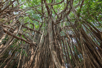 Old ancient Banyan tree with long roots that start at the top of the branches to the ground, India