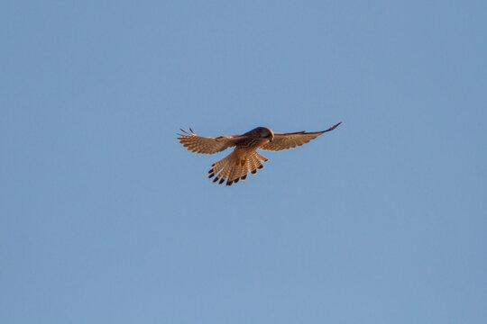 Hunter of Lesser Kestrel (Falco naumanni) flying for hunting at Pond of the Mignattai ,Photography with The Russian lens,MTO 500mm f6.3 3M-5CA M42.original filters. Mirror lens objective