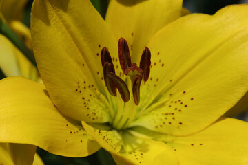 Lilium. Close-up of a yellow Lily. Beautiful yellow Asiatic Lily opened. Yellow Hemerocallis daylily Bell flower in garden. Horizontal photo. Lily blooming close up. Floral background.