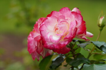 Flower, Garten, Outdoor, Blume, Blüte, Garten, Draußen