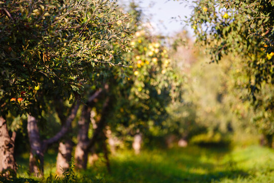apple orchard with ripe apples. Apple garden in sunny summer or autumn day. Countryside