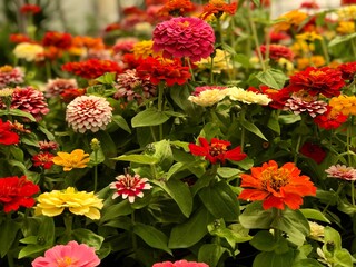 Amazing unusual colorful Zinnia flowers close up in the garden. Gorgeous Zinnia acerosa close up in the garden, juicy blooming.