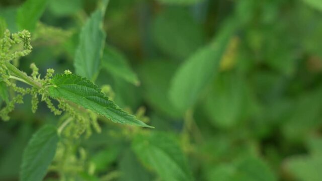 Close-up view 4k stock video footage of wild chickweed plants growing outside on green sunny summer meadow. Fresh green foliage of stinging nettle