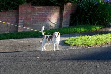 View of English Foxhound dog on leash