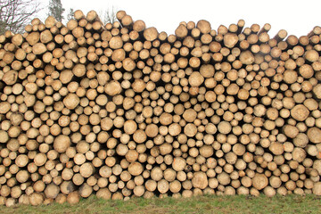 Pile stacked chopped wood trunks. Cut tree trunks stacked on green grass, stacked on a stolping yard in the forest, also a wood storage area - 475092790