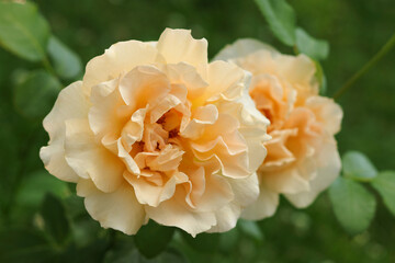 Yellow garden tea rose on a bush in a summer garden Flower of orange Flower in the summer garden....
