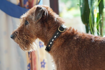 Irish Terrier, Irischer Terrier 