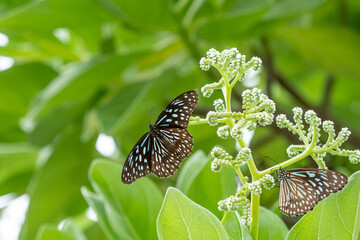 Beautiful butterfly on Green flowers in garden