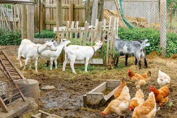Goat and free range chicken on organic animal farm freely grazing in yard on ranch background. Hen...