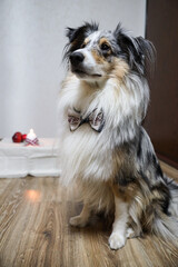 Blue merle shetland sheepdog sheltie in natural home environment, candle and latvia flag details celebrating independence day.