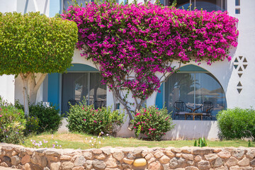 Detail of white wall of a house and red flower tree on the street of Egypt in Sharm El Sheikh