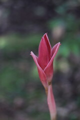 pink magnolia blossom