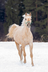 A light horse runs through the snow. The stallion moves to the camera. Emotional portrait