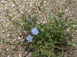 (Cichorium intybus) Plant de fleurs bleues ligulées sur tiges rameuses et velues de chicorée sauvage ou chicorée commune  - obrazy, fototapety, plakaty