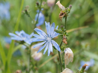 Cichorium intybus - Gros plan sur une fleur de chicorée sauvage ou chicorée commune à inflorescence bleue 