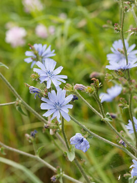 (Cichorium intybus) Fleurs bleues ligul&eacute;es sur tige rameuse et velue de chicor&eacute;e sauvage ou chicor&eacute;e commune 