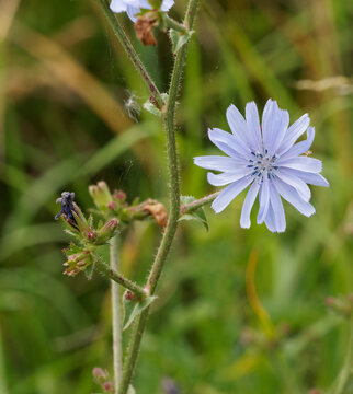 (Cichorium intybus) Fleurs de chicor&eacute;e sauvage ligul&eacute;es &agrave; capitules bleues &eacute;tal&eacute;es d'aspect d&eacute;garnis sur tige rigide et velue