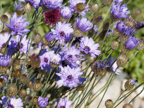 Cichorium intybus - Fleurs bleu violet, ornementales et m&eacute;dicinales de la chicor&eacute;e