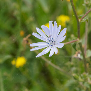 Cichorium intybus - Gros plan sur une fleur de chicor&eacute;e sauvage ou chicor&eacute;e commune &agrave; inflorescence bleue 