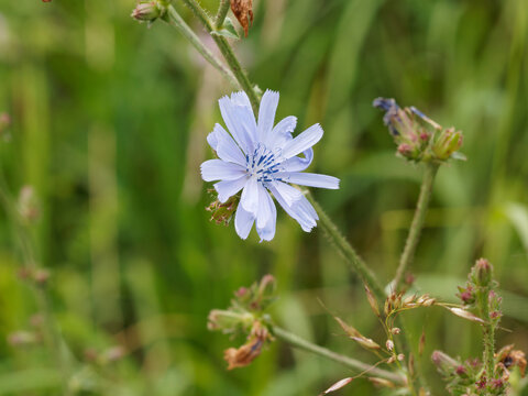 (Cichorium intybus) Fleurs bleues ligul&eacute;es sur tige rameuse et velue de chicor&eacute;e sauvage ou chicor&eacute;e commune