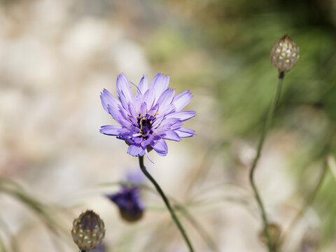 Cichorium intybus - Gros plan sur une fleur bleu violet, ornementales de chicor&eacute;e sur tige rigide, rameuse et velue