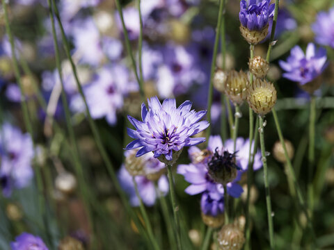 Cichorium intybus - Fleurs bleu violet, ornementales et m&eacute;dicinales de la chicor&eacute;e