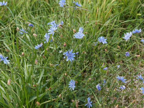 (Cichorium intybus) Touffe de fleurs bleues ligul&eacute;es sur tiges rameuses et velues de chicor&eacute;e sauvage ou chicor&eacute;e commune 