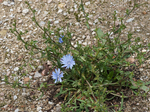 (Cichorium intybus) Plant de fleurs bleues ligul&eacute;es sur tiges rameuses et velues de chicor&eacute;e sauvage ou chicor&eacute;e commune 