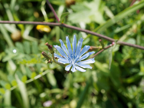 Cichorium intybus | Gros plan sur une fleur de chicor&eacute;e sauvage &agrave; inflorescence bleue sur tige rigide, rameuse et velue
