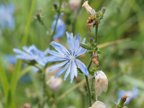 Cichorium intybus - Gros plan sur une fleur de chicor&eacute;e sauvage ou chicor&eacute;e commune &agrave; inflorescence bleue 