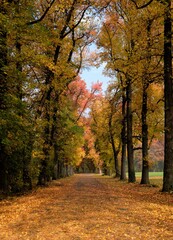 tree lined avenue in the autumn time with colorful leaves