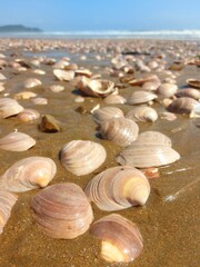 shells on the beach