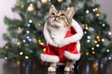 Little gray cat in red Santa Claus costume sitting on the background of the Christmas Tree. Close up of a kitten. Pet care. Christmas concept. New Year. Greeting card. Gray little cat with big eyes.