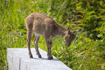 NILGIRI TAHR baby grazing