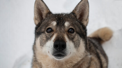 Portrait of a dog of West Siberian Laika breed on a winter day, front view