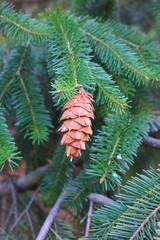 fir tree branch with cones