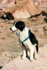 dog resting on a walk in the mountains