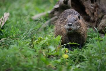 The nutria (Myocastor coypus), also known as the coypu