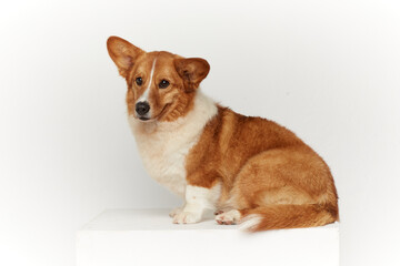 dog sitting on the floor