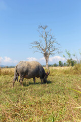 Naklejka premium Thai buffalo eating grass in the field