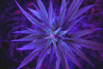 Purple marijuana leaves or cannabis plant with green veins on a dark background. Flowering...