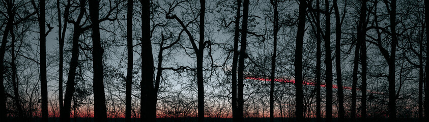 Silhouette of trees without leaves on a sunset background. Sunset in the forest. Dark trees and bushes against the background of the evening sky